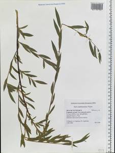 Salix ledebouriana Trautv., Siberia, Altai & Sayany Mountains (S2) (Russia)