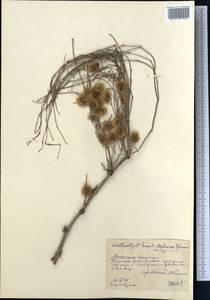 Calligonum caput-medusae Schrenk, Middle Asia, Muyunkumy, Balkhash & Betpak-Dala (M9) (Kazakhstan)