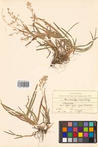 Poa macrocalyx Trautv. & C.A.Mey., Siberia, Russian Far East (S6) (Russia)