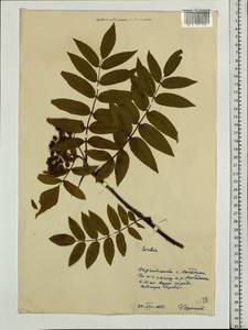 Sorbus, Siberia, Chukotka & Kamchatka (S7) (Russia)