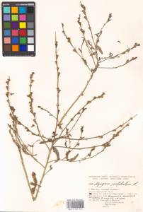 Myagrum perfoliatum L., Eastern Europe, Moscow region (E4a) (Russia)