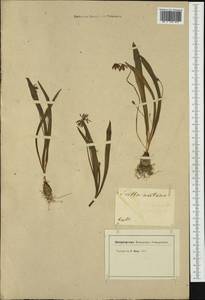 Hyacinthoides non-scripta (L.) Chouard ex Rothm., Botanic gardens and arboreta (GARD) (Not classified)