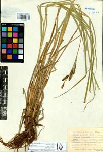 Carex heterolepis Bunge, Siberia, Baikal & Transbaikal region (S4) (Russia)