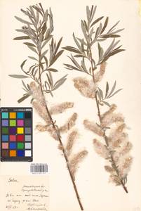 Salix viminalis L., Eastern Europe, Moscow region (E4a) (Russia)