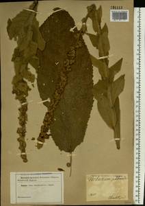 Verbascum phlomoides L., Eastern Europe, South Ukrainian region (E12) (Ukraine)