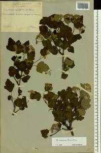 Physocarpus amurensis (Maxim.) Maxim., Eastern Europe, Central forest-and-steppe region (E6) (Russia)