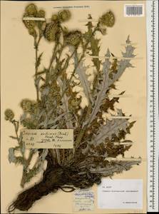 Cirsium echinus (M. Bieb.) Hand.-Mazz., Caucasus, North Ossetia, Ingushetia & Chechnya (K1c) (Russia)
