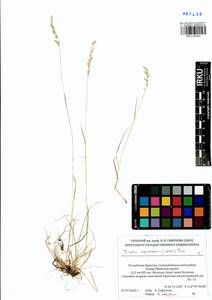 Koeleria subalpestris (Hartm.) Barberá, Quintanar, Soreng & P.M.Peterson, Siberia, Baikal & Transbaikal region (S4) (Russia)