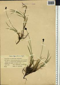 Carex bigelowii subsp. dacica (Heuff.) T.V.Egorova, Siberia, Yakutia (S5) (Russia)