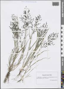 Eragrostis minor Host, Eastern Europe, Central forest region (E5) (Russia)