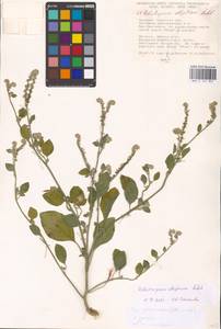 Heliotropium ellipticum Ledeb., Eastern Europe, South Ukrainian region (E12) (Ukraine)