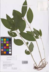 Mercurialis perennis L., Eastern Europe, Central region (E4) (Russia)