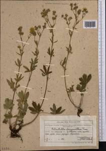 Potentilla chrysantha Trevir., Middle Asia, Northern & Central Tian Shan (M4) (Kazakhstan)