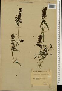 Melampyrum caucasicum Bunge, Caucasus, Georgia (K4) (Georgia)