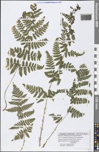 Dryopteris carthusiana (Vill.) H. P. Fuchs, Eastern Europe, Middle Volga region (E8) (Russia)