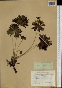 Anemonastrum narcissiflorum subsp. crinitum (Juz.) Raus, Siberia, Russian Far East (S6) (Russia)