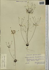 Androsace lactiflora Fisch. ex Willd., Siberia, Baikal & Transbaikal region (S4) (Russia)