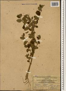 Lonicera iberica M. Bieb., Caucasus, Azerbaijan (K6) (Azerbaijan)