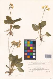 Primula elatior (L.) L., Western Europe (EUR) (Czech Republic)