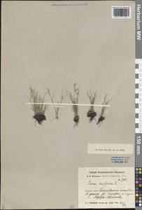 Juncus bufonius L., Siberia, Altai & Sayany Mountains (S2) (Russia)