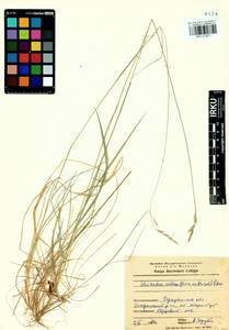 Schizachne purpurascens subsp. callosa (Turcz. ex Griseb.) T.Koyama & Kawano, Siberia, Baikal & Transbaikal region (S4) (Russia)