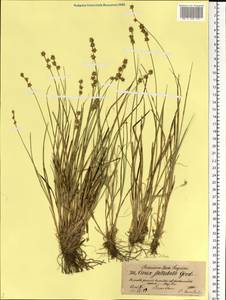 Carex echinata Murray, Eastern Europe, North-Western region (E2) (Russia)