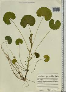 Malva pusilla Sm., Eastern Europe, Northern region (E1) (Russia)