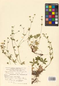 Potentilla aurea L., Eastern Europe, West Ukrainian region (E13) (Ukraine)