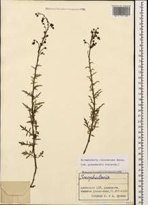 Scrophularia versicolor Boiss., Caucasus, Armenia (K5) (Armenia)