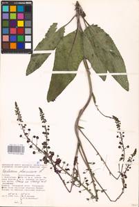 MHA 0 159 092, Verbascum phoeniceum L., Eastern Europe, Lower Volga region (E9) (Russia)