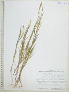 Cleistogenes kitagawae Honda, Siberia, Russian Far East (S6) (Russia)