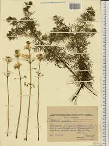 Hottonia palustris L., Eastern Europe, Central region (E4) (Russia)