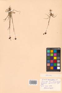 Luzula multiflora subsp. sibirica V. I. Krecz., Siberia, Russian Far East (S6) (Russia)