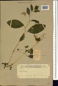 Impatiens noli-tangere L., Caucasus, Azerbaijan (K6) (Azerbaijan)
