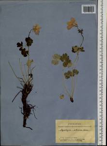 Aquilegia sibirica Lam., Siberia, Altai & Sayany Mountains (S2) (Russia)