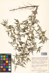 Xanthium spinosum L., Eastern Europe, Lower Volga region (E9) (Russia)