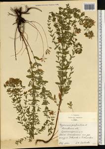 Hypericum perforatum L., Eastern Europe, Moscow region (E4a) (Russia)