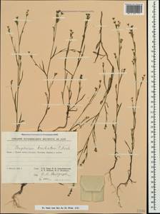 Bupleurum brachiatum C. Koch ex Boiss., Crimea (KRYM) (Russia)