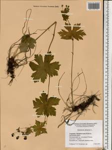 Geranium phaeum L., Eastern Europe, West Ukrainian region (E13) (Ukraine)