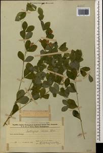 Lathyrus roseus Steven, Caucasus, Azerbaijan (K6) (Azerbaijan)