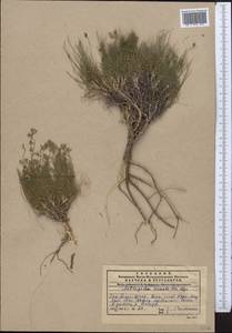 Astragalus nematodes Bunge ex Boiss., Middle Asia, Western Tian Shan & Karatau (M3) (Kazakhstan)