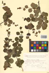 Betula fruticosa Pall., Siberia, Russian Far East (S6) (Russia)