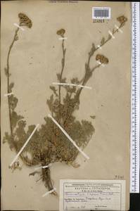 Hippolytia megacephala (Rupr.) P. Poljakov, Middle Asia, Western Tian Shan & Karatau (M3) (Kyrgyzstan)