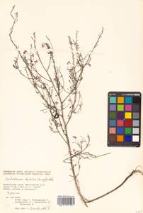 Dontostemon dentatus (Bunge) C. A. Mey. ex Ledeb., Siberia, Russian Far East (S6) (Russia)