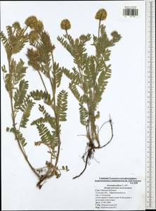 Oxytropis pilosa (L.)DC., Eastern Europe, Central region (E4) (Russia)