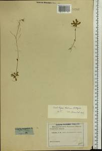 Arabidopsis thaliana (L.) Heynh., Eastern Europe, Lower Volga region (E9) (Russia)