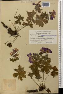 Geranium ibericum Cav., Caucasus, Armenia (K5) (Armenia)