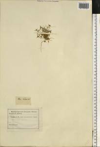 Ceratocarpus arenarius L., Eastern Europe, Rostov Oblast (E12a) (Russia)