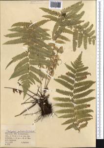 Thelypteris palustris Schott, Middle Asia, Northern & Central Kazakhstan (M10) (Kazakhstan)