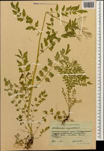 Cardamine impatiens L., Caucasus, Stavropol Krai, Karachay-Cherkessia & Kabardino-Balkaria (K1b) (Russia)